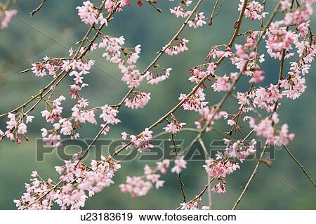 Stock Photo - Cherry blossoms. Fotosearch