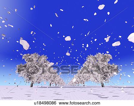 Cherry blossoms View Large Photo Image Stock Photograph - Cherry blossoms. Fotosearch