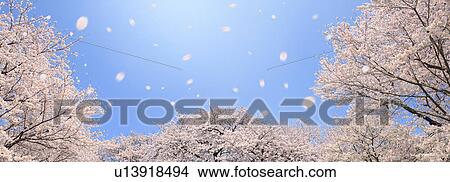 Picture - Cherry blossoms, Tokyo Prefecture, Honshu, Japan. Fotosearch