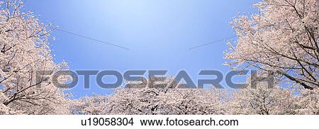 Picture - Cherry blossoms, Tokyo Prefecture, Honshu, Japan. Fotosearch