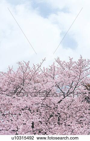 Cherry blossoms, Tokyo Prefecture, Honshu, Japan View Large Photo Image Stock Image - Cherry blossoms, Tokyo Prefecture, Honshu, Japan. Fotosearch