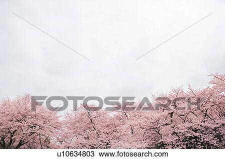 Cherry blossoms, Tokyo Prefecture, Honshu, Japan View Large Photo Image Stock Image - Cherry blossoms, Tokyo Prefecture, Honshu, Japan. Fotosearch