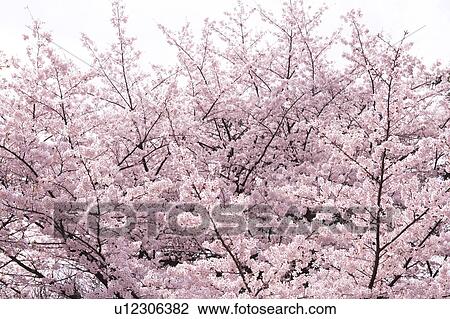 Cherry blossoms, Tokyo Prefecture, Honshu, Japan View Large Photo Image Stock Image - Cherry blossoms, Tokyo Prefecture, Honshu, Japan. Fotosearch