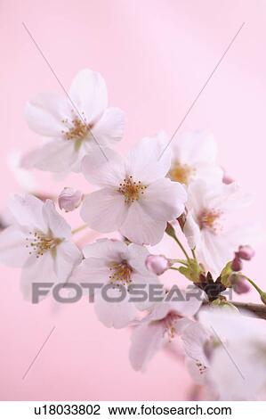 Cherry blossoms, Tokyo Prefecture, Honshu, Japan View Large Photo Image Stock Image - Cherry blossoms, Tokyo Prefecture, Honshu, Japan. Fotosearch