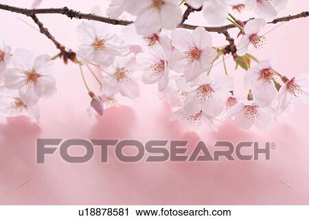 Cherry blossoms, Tokyo Prefecture, Honshu, Japan View Large Photo Image Stock Image - Cherry blossoms, Tokyo Prefecture, Honshu, Japan. Fotosearch