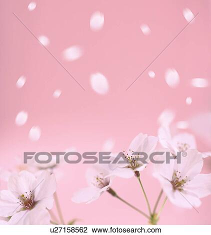 Stock Image - Cherry blossoms, Tokyo Prefecture, Honshu, Japan. Fotosearch