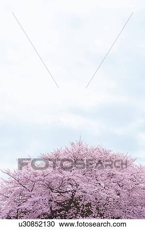 Cherry blossoms, Tokyo Prefecture, Honshu, Japan View Large Photo Image Stock Image - Cherry blossoms, Tokyo Prefecture, Honshu, Japan. Fotosearch