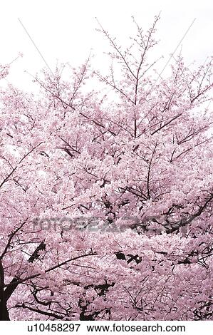 Cherry blossoms, Tokyo Prefecture, Honshu, Japan View Large Photo Image Stock Photo - Cherry blossoms, Tokyo Prefecture, Honshu, Japan. Fotosearch