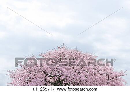 Stock Photo - Cherry blossoms, Tokyo Prefecture, Honshu, Japan. Fotosearch