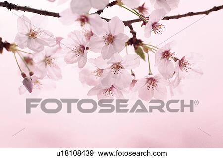 Stock Photo - Cherry blossoms, Tokyo Prefecture, Honshu, Japan. Fotosearch