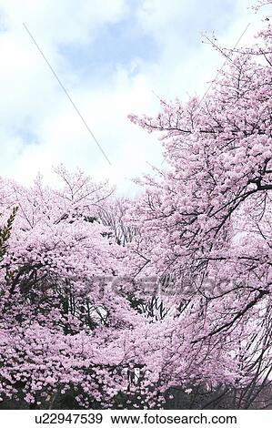 Stock Photo - Cherry blossoms, Tokyo Prefecture, Honshu, Japan. Fotosearch