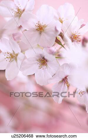 Cherry blossoms, Tokyo Prefecture, Honshu, Japan View Large Photo Image Stock Photo - Cherry blossoms, Tokyo Prefecture, Honshu, Japan. Fotosearch