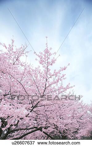 Stock Photo - Cherry blossoms, Tokyo Prefecture, Honshu, Japan. Fotosearch