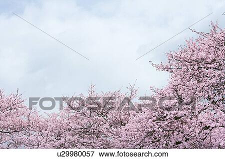 Cherry blossoms, Tokyo Prefecture, Honshu, Japan View Large Photo Image Stock Photo - Cherry blossoms, Tokyo Prefecture, Honshu, Japan. Fotosearch