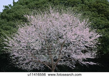 Cherry blossoms, Tokyo Prefecture, Honshu, Japan View Large Photo Image Stock Photograph - Cherry blossoms, Tokyo Prefecture, Honshu, Japan. Fotosearch