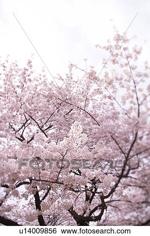 Cherry blossoms, Tokyo Prefecture, Honshu, Japan View Large Photo Image Stock Photograph - Cherry blossoms, Tokyo Prefecture, Honshu, Japan. Fotosearch