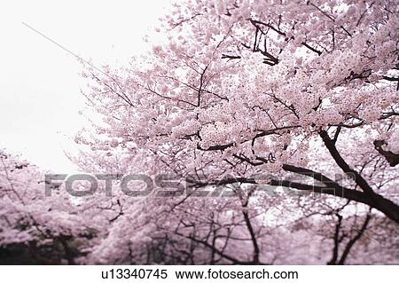 Cherry blossoms, Tokyo Prefecture, Honshu, Japan View Large Photo Image Stock Photography - Cherry blossoms, Tokyo Prefecture, Honshu, Japan. Fotosearch