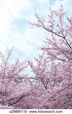 Stock Photography - Cherry blossoms, Tokyo Prefecture, Honshu, Japan. Fotosearch