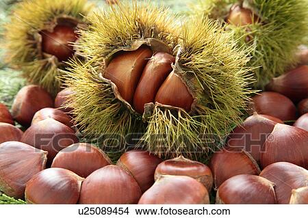Picture - Chestnuts. Fotosearch