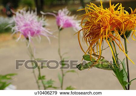 Chrysanthemum and praying mantis, Japan View Large Photo Image Stock Photo - Chrysanthemum and praying mantis, Japan. Fotosearch