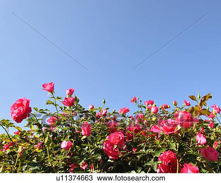 Clear Sky Over Roses View Large Photo Image Stock Image - Clear Sky Over Roses. Fotosearch