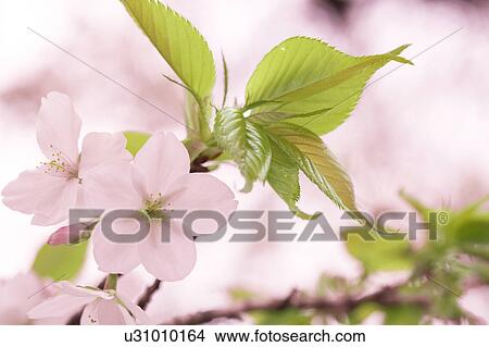 Close-up of cherry blossoms, Tokyo Prefecture, Honshu, Japan View Large Photo Image Picture - Close-up of cherry blossoms, Tokyo Prefecture, Honshu, Japan. Fotosearch