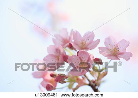 Close-up of cherry blossoms, Tokyo Prefecture, Honshu, Japan View Large Photo Image Stock Image - Close-up of cherry blossoms, Tokyo Prefecture, Honshu, Japan. Fotosearch