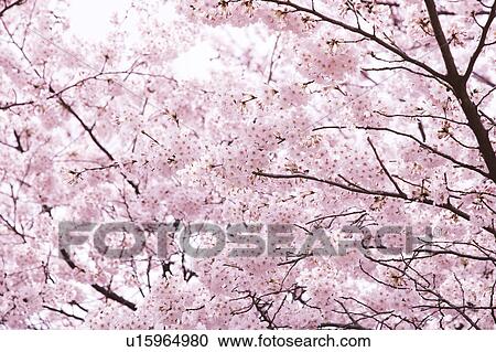 Close-up of cherry blossoms, Tokyo Prefecture, Honshu, Japan View Large Photo Image Stock Image - Close-up of cherry blossoms, Tokyo Prefecture, Honshu, Japan. Fotosearch