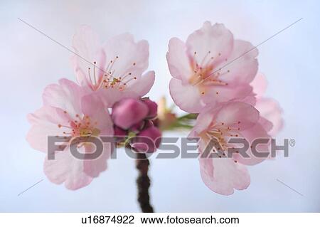 Close-up of cherry blossoms, Tokyo Prefecture, Honshu, Japan View Large Photo Image Stock Image - Close-up of cherry blossoms, Tokyo Prefecture, Honshu, Japan. Fotosearch