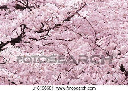 Close-up of cherry blossoms, Tokyo Prefecture, Honshu, Japan View Large Photo Image Stock Image - Close-up of cherry blossoms, Tokyo Prefecture, Honshu, Japan. Fotosearch