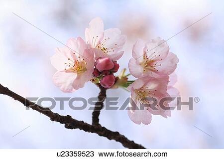 Close-up of cherry blossoms, Tokyo Prefecture, Honshu, Japan View Large Photo Image Stock Image - Close-up of cherry blossoms, Tokyo Prefecture, Honshu, Japan. Fotosearch