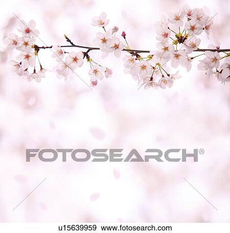 Close-up of cherry blossoms, Tokyo Prefecture, Honshu, Japan View Large Photo Image Stock Photo - Close-up of cherry blossoms, Tokyo Prefecture, Honshu, Japan. Fotosearch