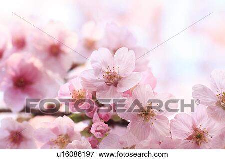 Stock Photo - Close-up of cherry blossoms, Tokyo Prefecture, Honshu, Japan. Fotosearch
