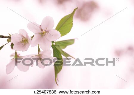 Stock Photograph - Close-up of cherry blossoms, Tokyo Prefecture, Honshu, Japan. Fotosearch