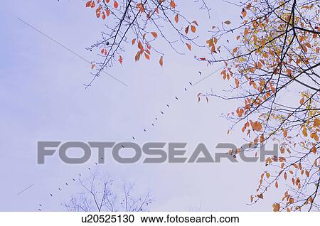 Cormorant flying in a row, Chiba Prefecture, Japan View Large Photo Image Stock Image - Cormorant flying in a row, Chiba Prefecture, Japan. Fotosearch