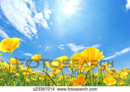 Corn Poppy Field View Large Photo Image Picture - Corn Poppy Field. Fotosearch