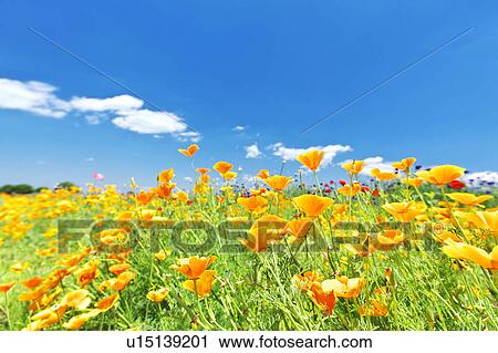 Stock Image - Corn Poppy Field. Fotosearch