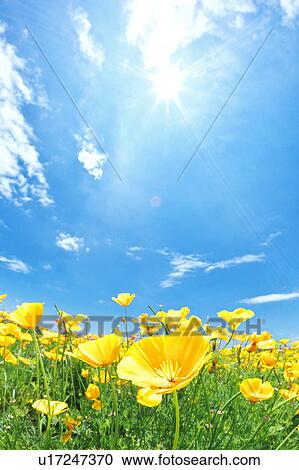 Corn Poppy Field View Large Photo Image Stock Image - Corn Poppy Field. Fotosearch