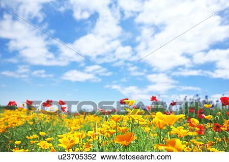 Corn Poppy Field View Large Photo Image Stock Image - Corn Poppy Field. Fotosearch