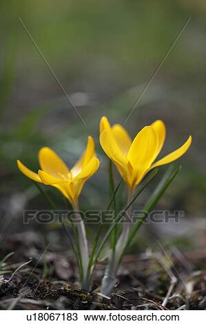 Crocus, Tokyo Prefecture, Japan View Large Photo Image Stock Image - Crocus, Tokyo Prefecture, Japan. Fotosearch