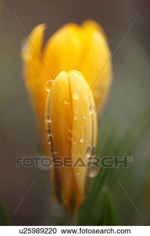 Crocus, Tokyo Prefecture, Japan View Large Photo Image Stock Image - Crocus, Tokyo Prefecture, Japan. Fotosearch
