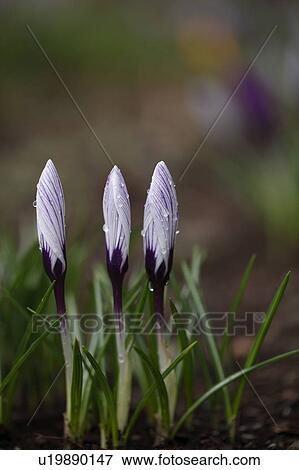Stock Photo - Crocus, Tokyo Prefecture, Japan. Fotosearch