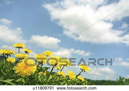 Stock Image - Dandelion Flowers. Fotosearch
