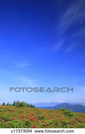 Picture - Deciduous Azalea (Rhododendron molle subsp. japonicum), Nagano Prefecture, Japan. Fotosearch