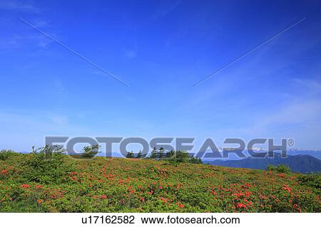 Deciduous Azalea (Rhododendron molle subsp. japonicum), Nagano Prefecture, Japan View Large Photo Image Stock Image - Deciduous Azalea (Rhododendron molle subsp. japonicum), Nagano Prefecture, Japan. Fotosearch