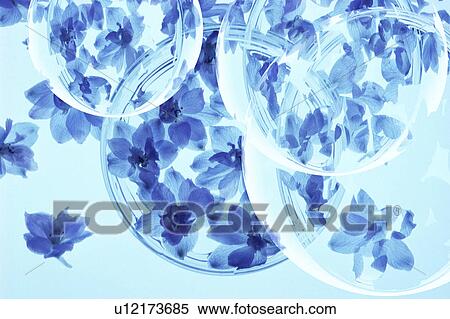 Delphiniums View Large Photo Image Stock Photography - Delphiniums. Fotosearch