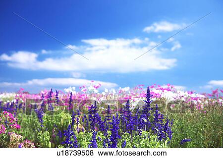 Stock Photo - Dianthus and Salvia Flowers. Fotosearch
