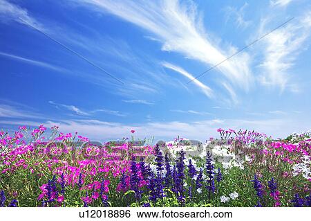 Dianthus and Salvia Flowers View Large Photo Image Stock Photograph - Dianthus and Salvia Flowers. Fotosearch