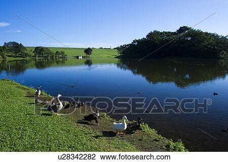 Stock Image - Ducks at Lake. Fotosearch