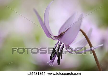 Picture - Erythronium japonicum Decne (Liliaceae), Tokyo Prefecture, Japan. Fotosearch